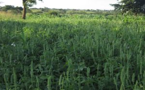 Chia plants growing in Western Uganda